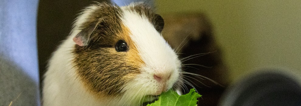 Rspca guinea pig diet on sale